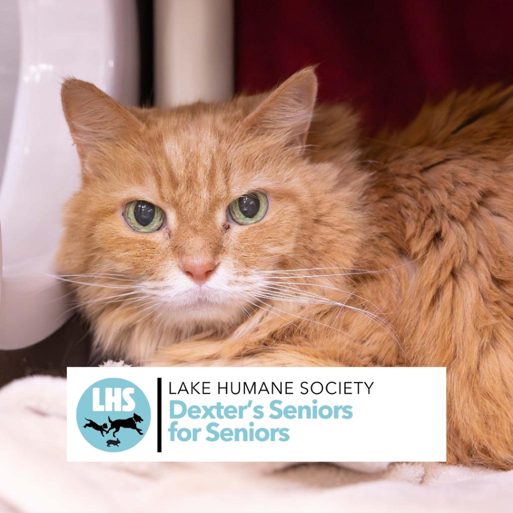 Enlarge Garfield, a Adoptable Domestic Medium Hair in Mentor, OH image 2/3