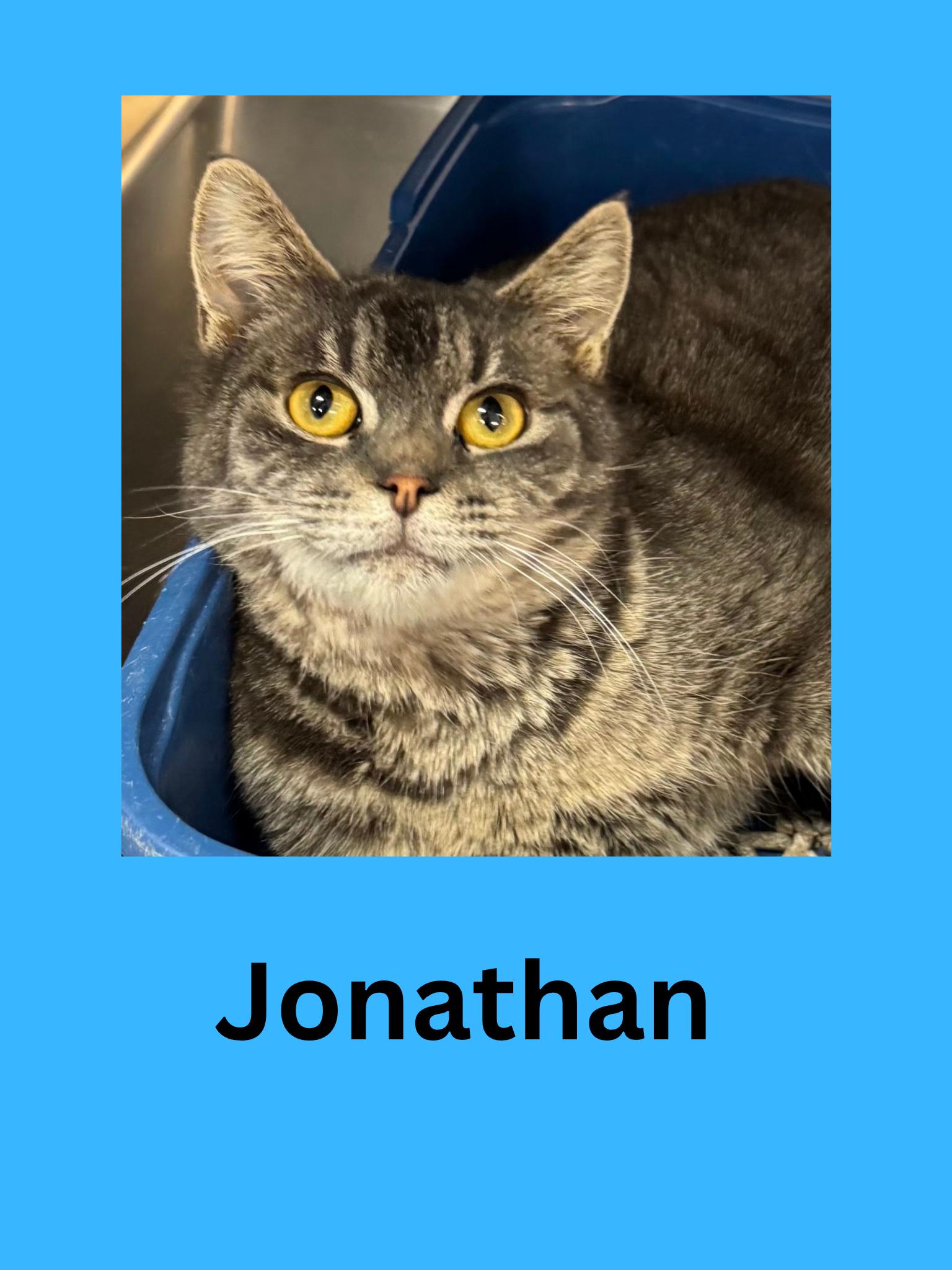 Enlarge Jonathon, a ADOPTABLE Domestic Short Hair in Ravenna, OH image 1/1
