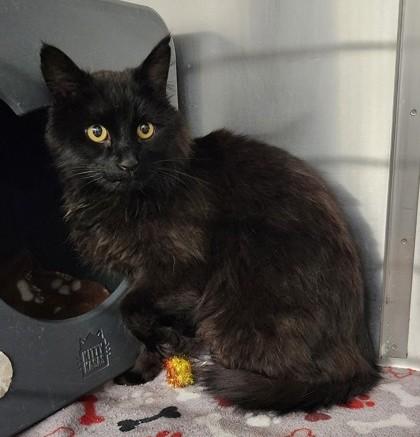 Spaghetti, ADOPTABLE, Adult Male Domestic Long Hair.