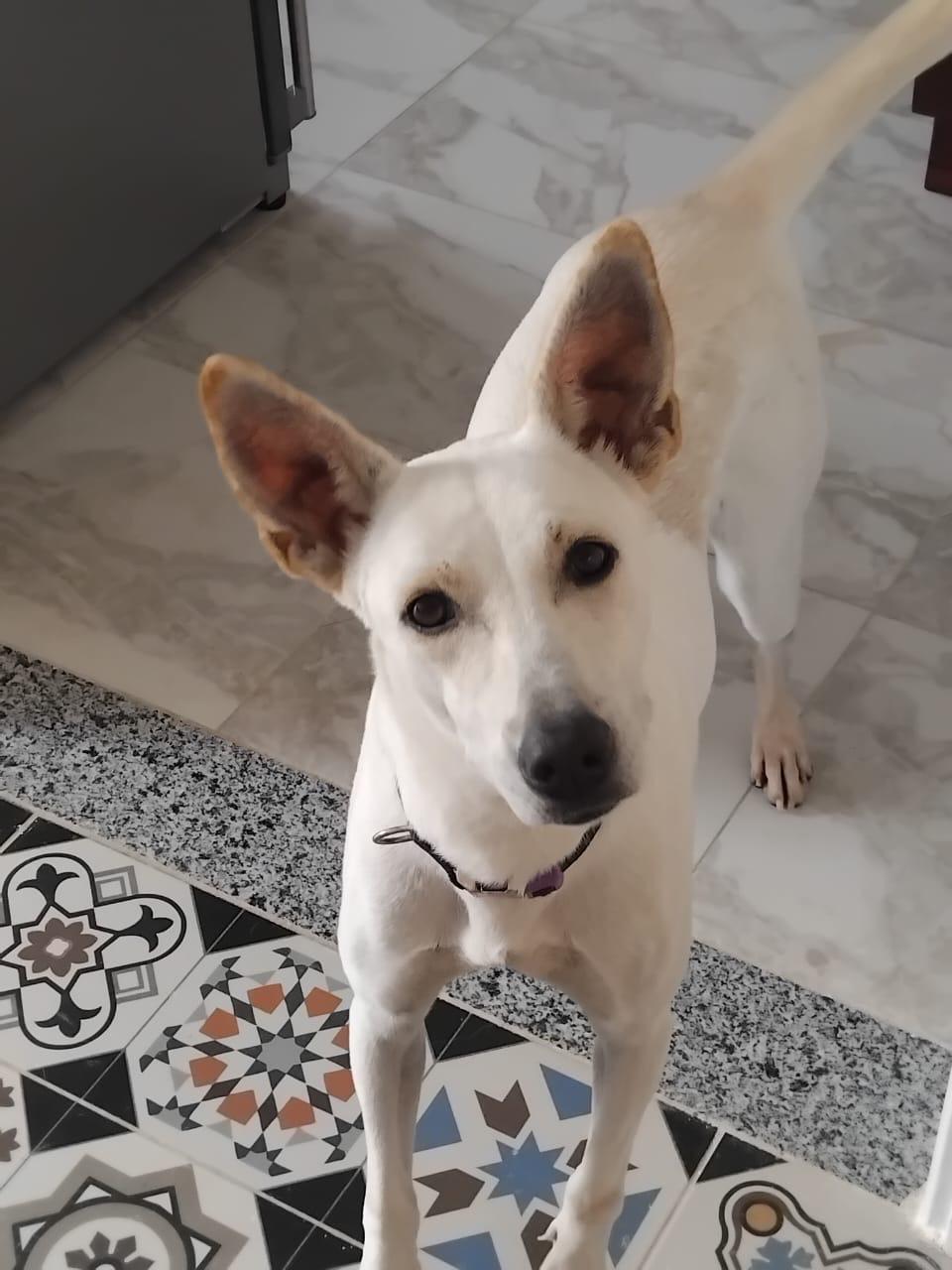 Dog for adoption Snowy from Egypt, a Shepherd & Canaan Dog Mix in