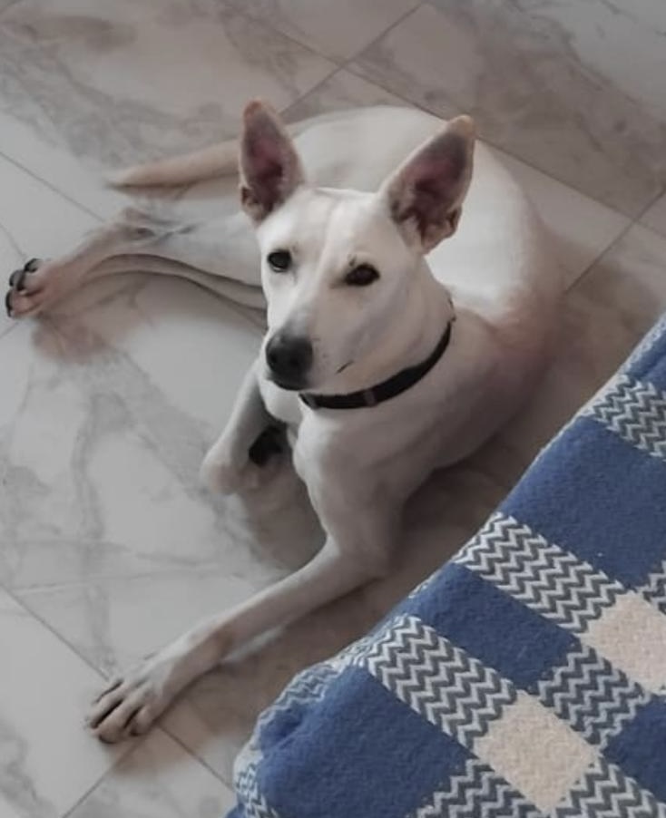 Dog for adoption Snowy from Egypt, a Shepherd & Canaan Dog Mix in