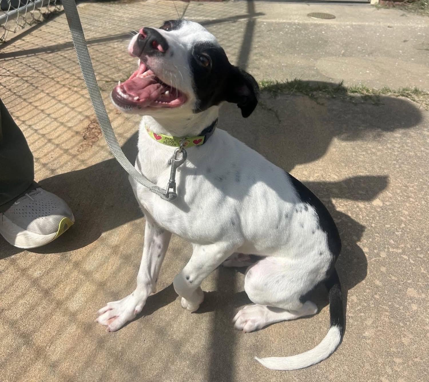 Sony, ADOPTABLE, Young Male Mixed Breed.