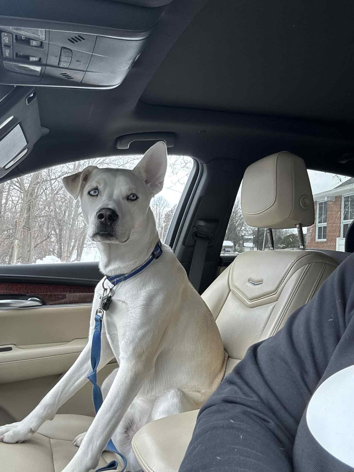 Atlas, a ADOPTABLE mixed breed in Avondale, PA image 3/6