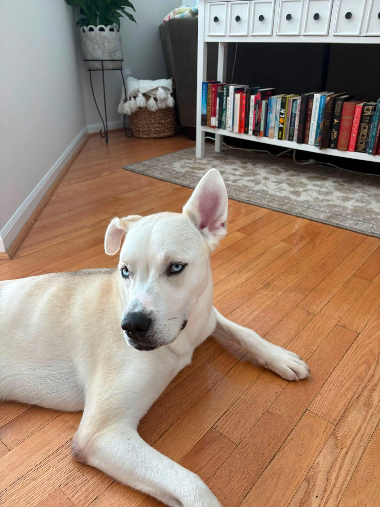 Enlarge Atlas, an adoptable mixed breed in Avondale, PA image 1/6