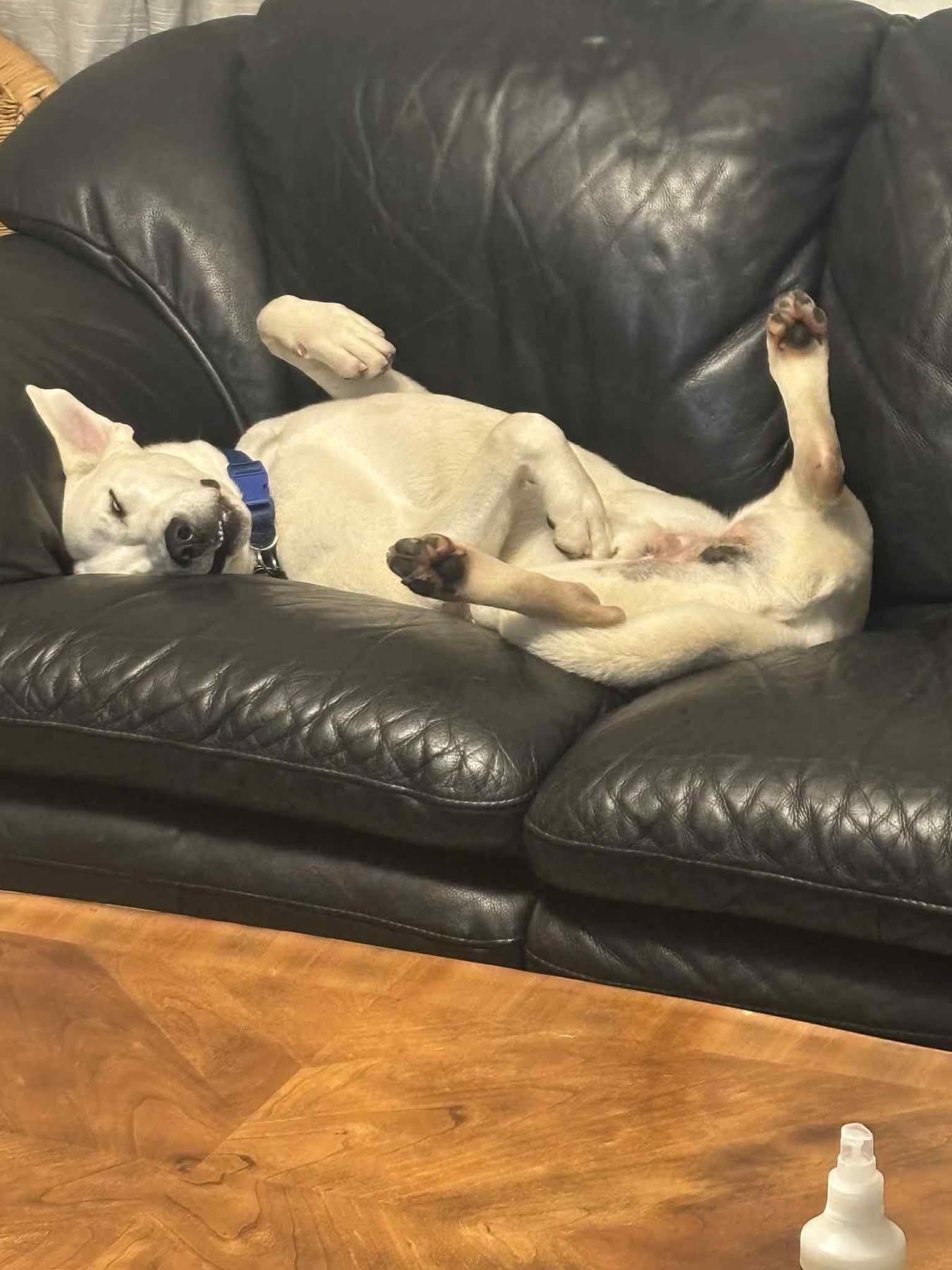 Atlas, a ADOPTABLE mixed breed in Avondale, PA image 5/6