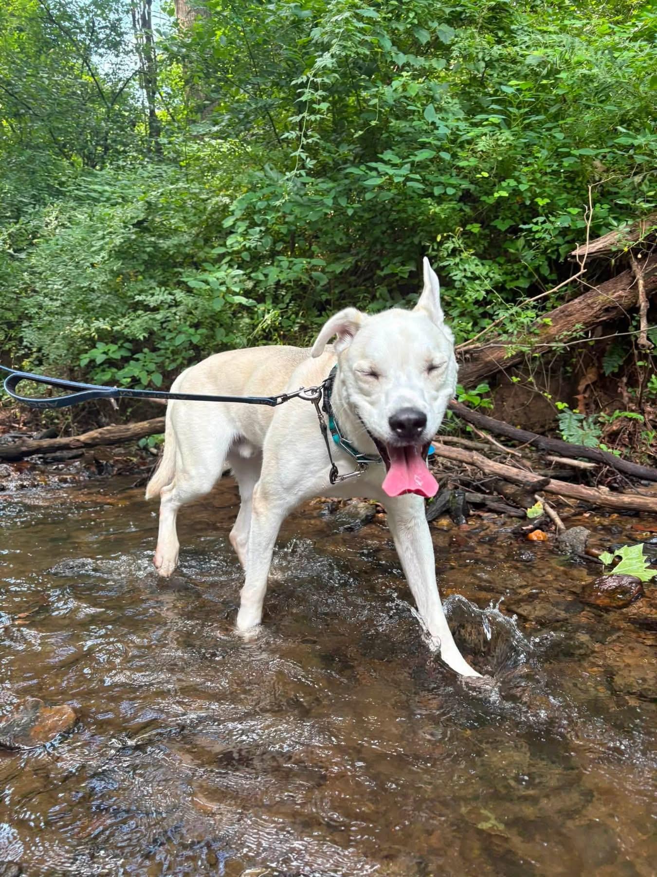 Atlas, an adoptable mixed breed in Avondale, PA image 5/6