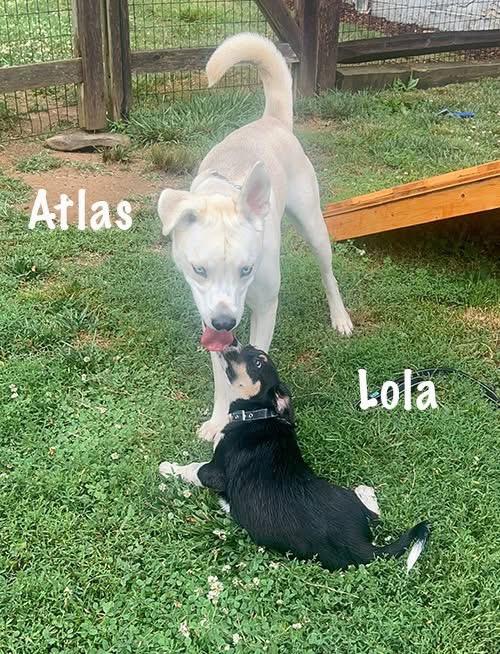 Atlas, a ADOPTABLE mixed breed in Avondale, PA image 6/6
