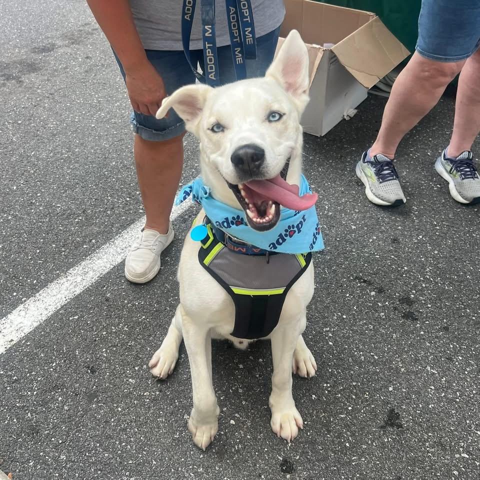 Atlas, ADOPTABLE, Young Male Husky & Pit Bull Terrier.