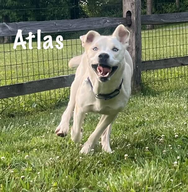 Atlas, a ADOPTABLE mixed breed in Avondale, PA image 2/6