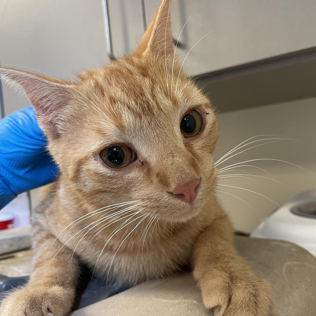 BB king, Adoptable, Young Male Domestic Short Hair.