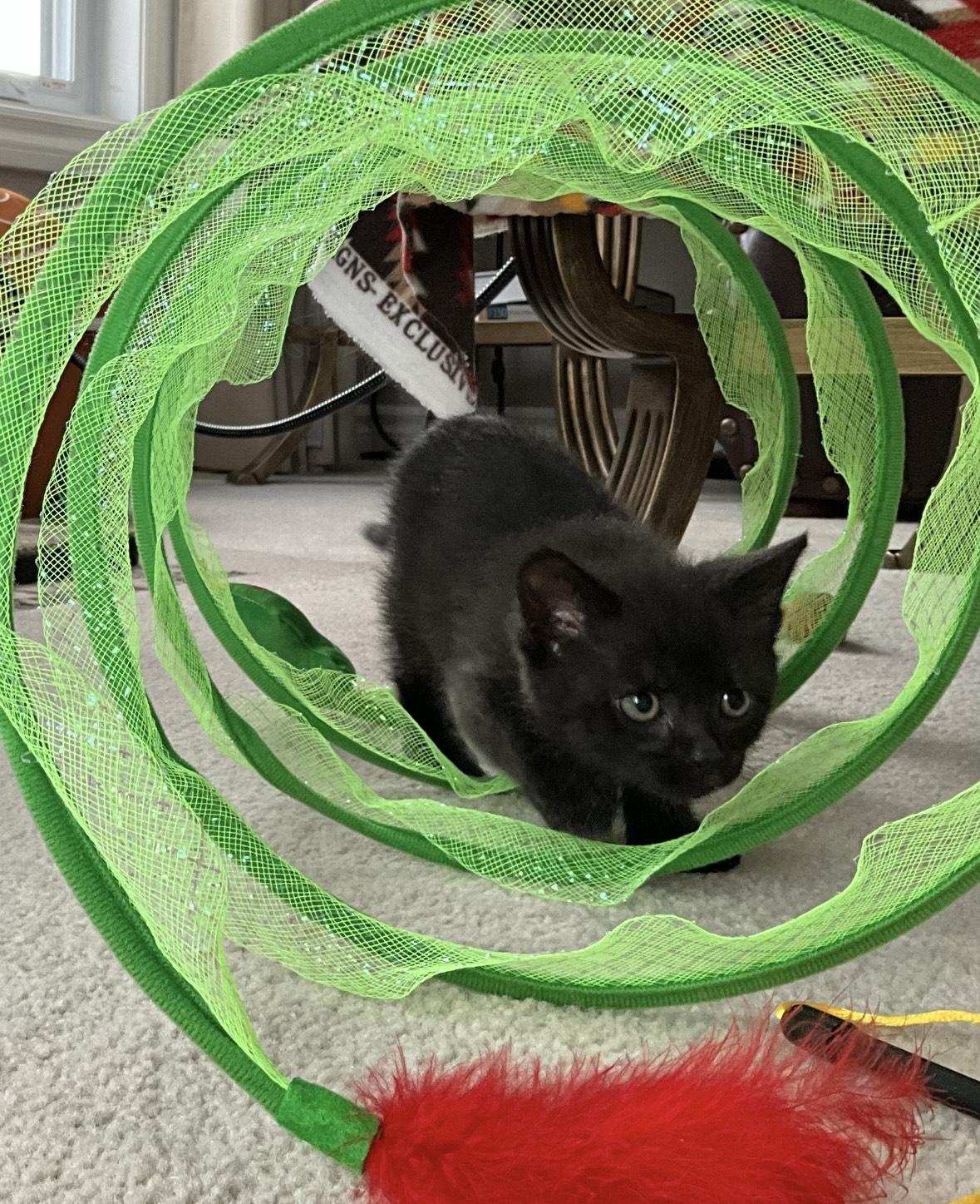 Enlarge Aurora-foster home, an adopted Domestic Short Hair in Mississauga, ON image 4/5