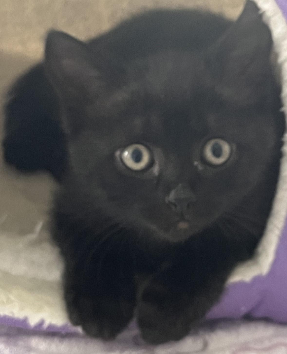 Enlarge Aurora-foster home, an adopted Domestic Short Hair in Mississauga, ON image 2/5