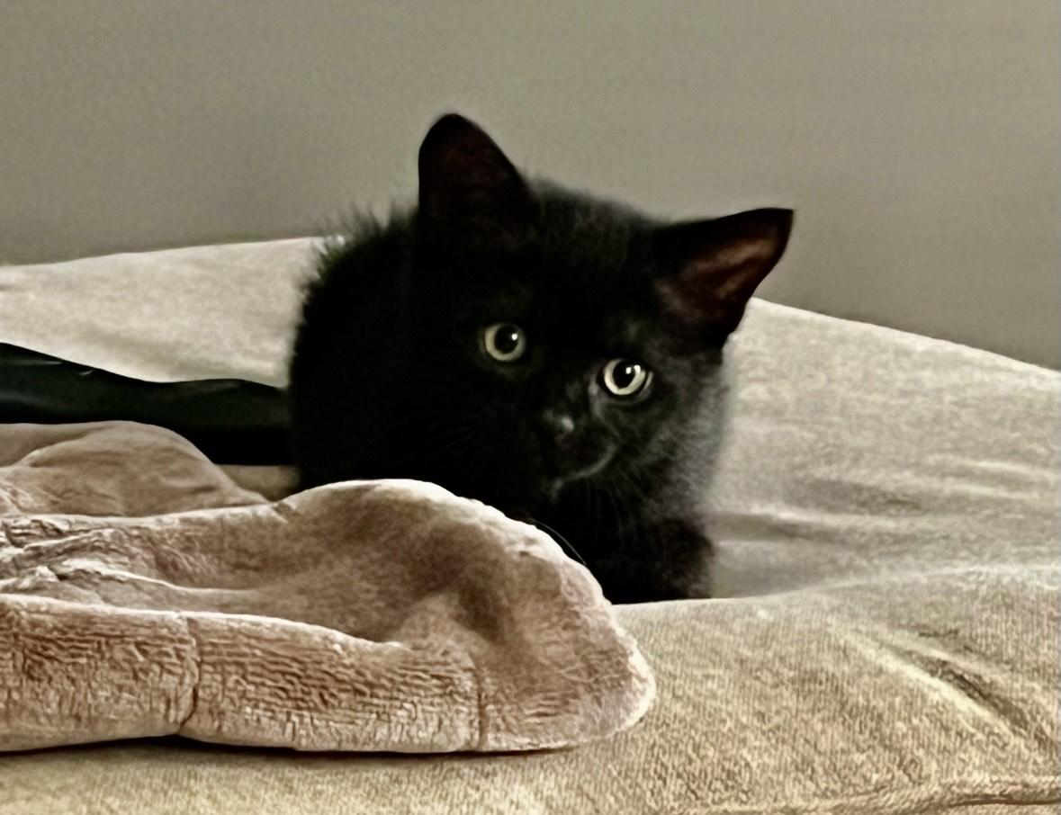 Aurora-foster home, adopted, Kitten Female Domestic Short Hair.