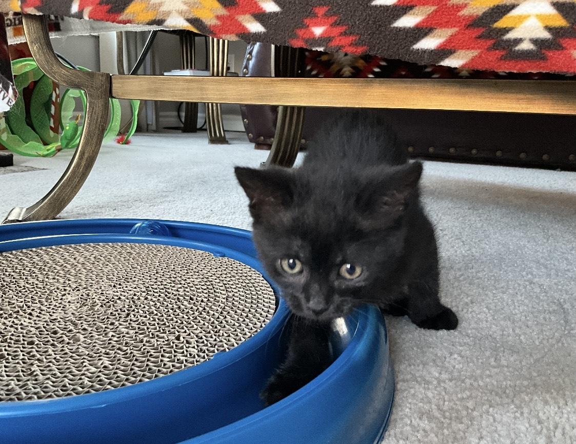 Enlarge Aurora-foster home, an adopted Domestic Short Hair in Mississauga, ON image 3/5