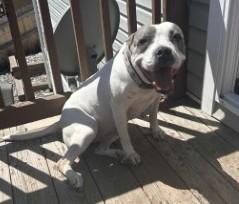 Enlarge Arlo, a Adoptable Pit Bull Terrier in Colorado Springs, CO image 1/6