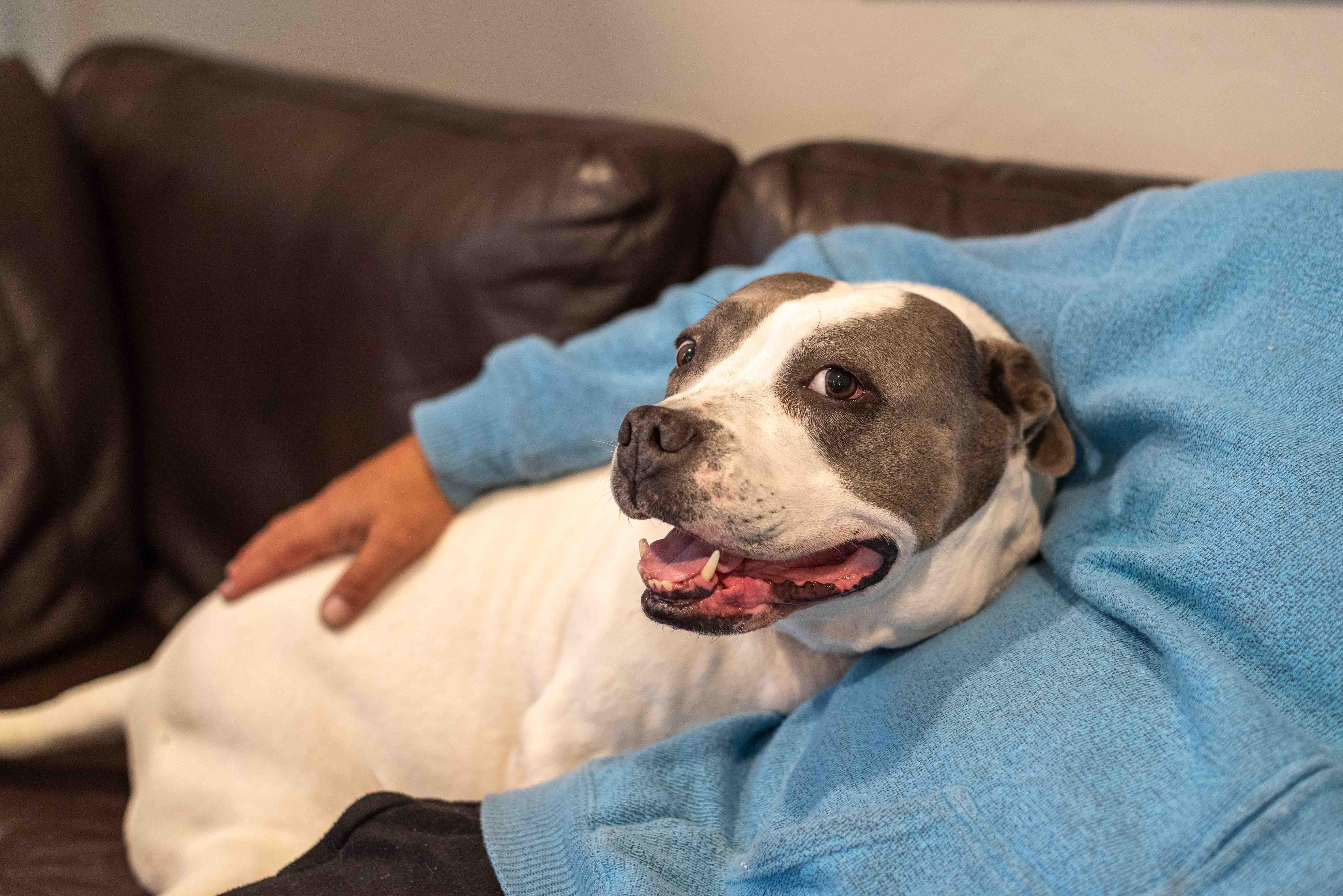 Enlarge Arlo, a Adoptable Pit Bull Terrier in Colorado Springs, CO image 5/6