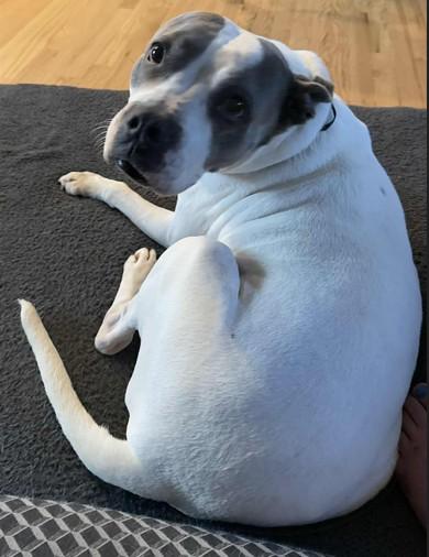 Enlarge Arlo, a Adoptable Pit Bull Terrier in Colorado Springs, CO image 2/6