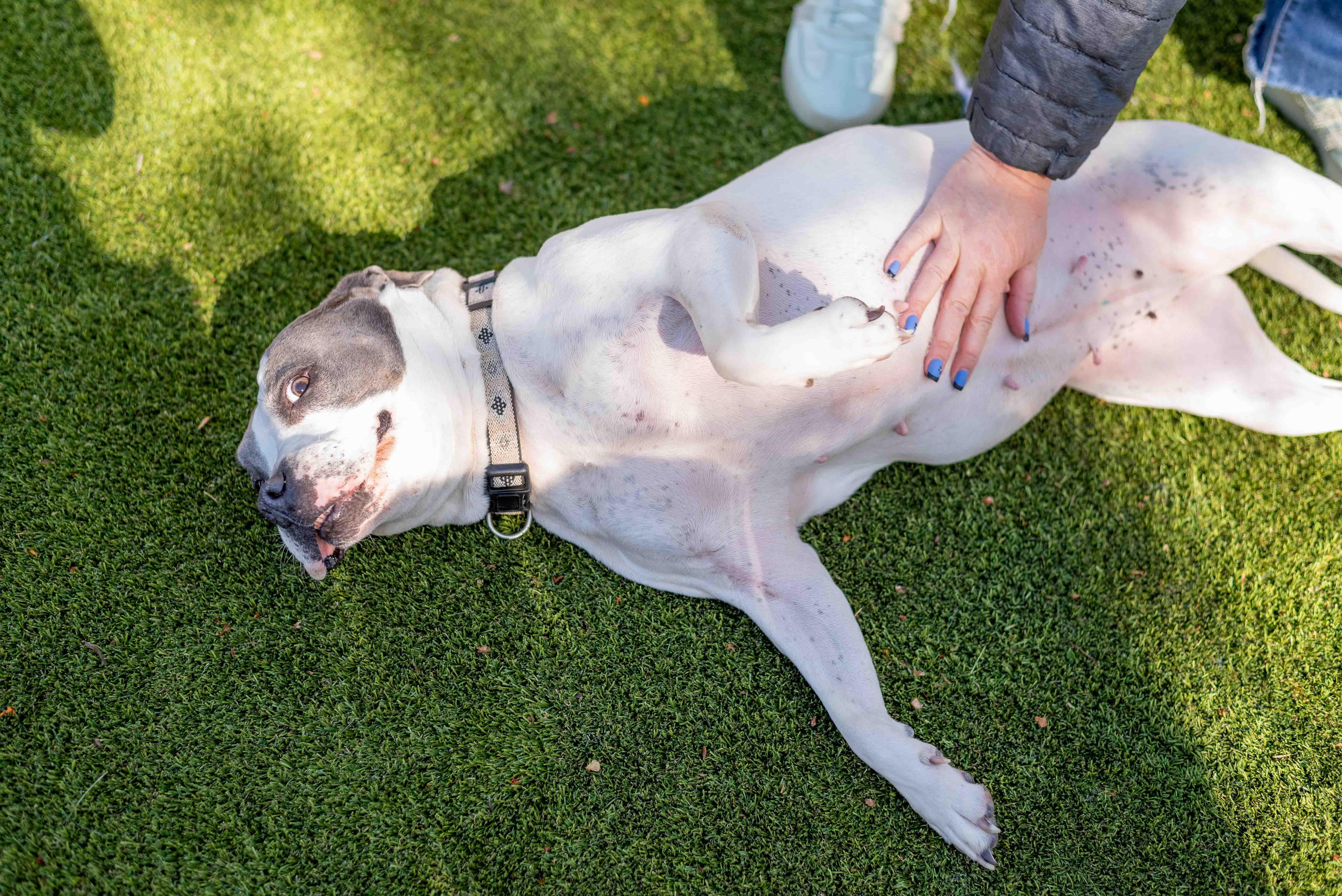Enlarge Arlo, a Adoptable Pit Bull Terrier in Colorado Springs, CO image 4/6