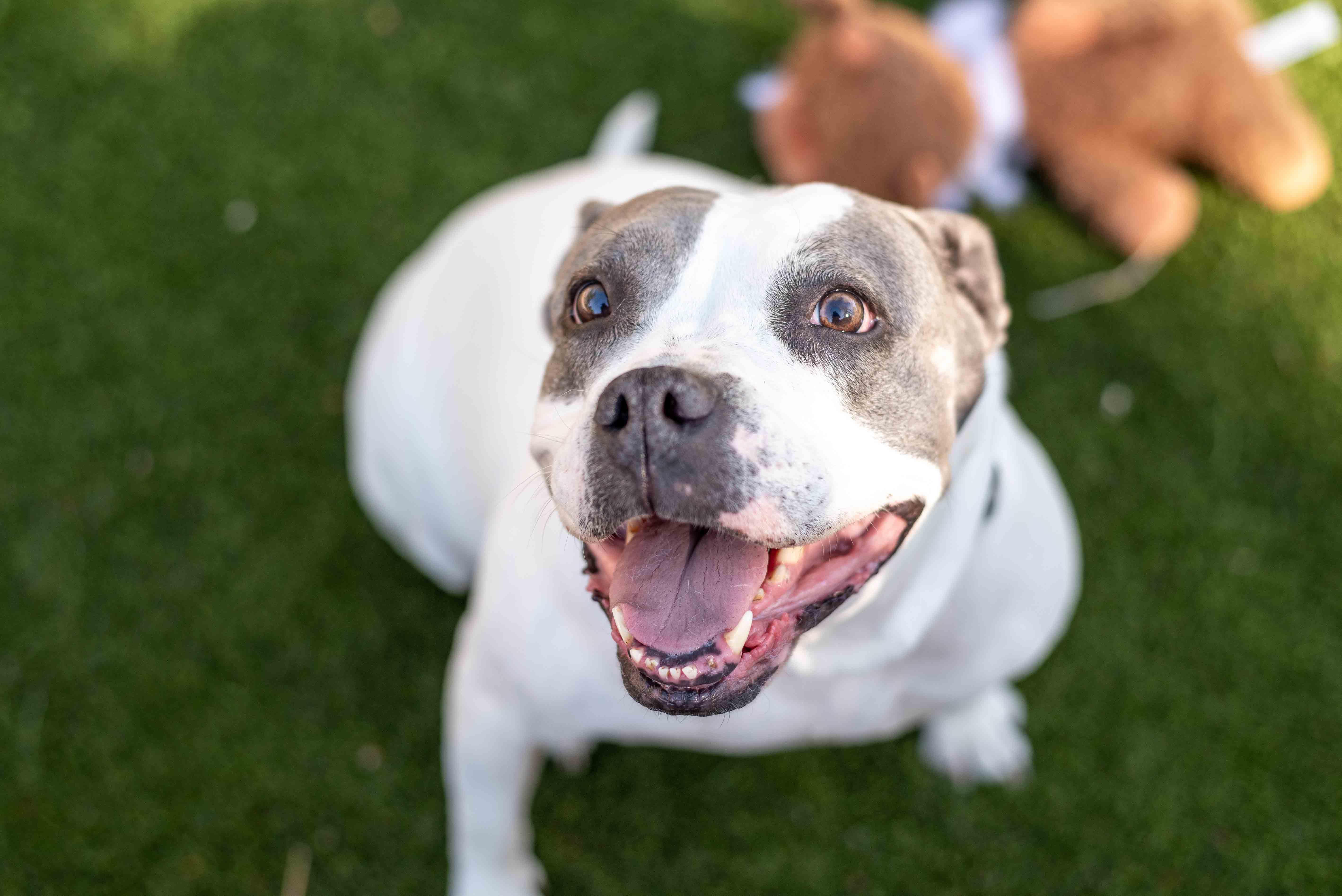 Arlo, Adoptable, Senior Female Pit Bull Terrier.