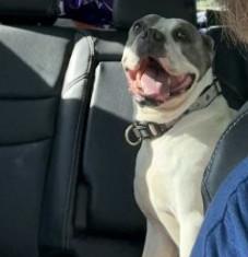 Enlarge Arlo, a Adoptable Pit Bull Terrier in Colorado Springs, CO image 3/6