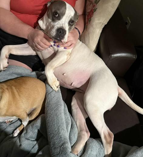 Enlarge Arlo, a Adoptable Pit Bull Terrier in Colorado Springs, CO image 4/6