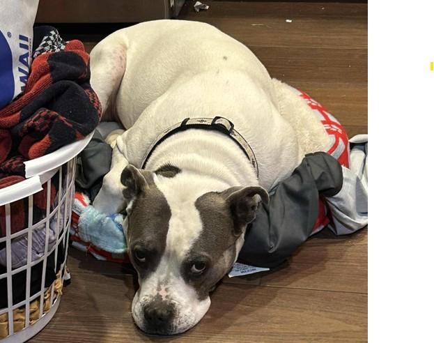 Enlarge Arlo, a Adoptable Pit Bull Terrier in Colorado Springs, CO image 5/6