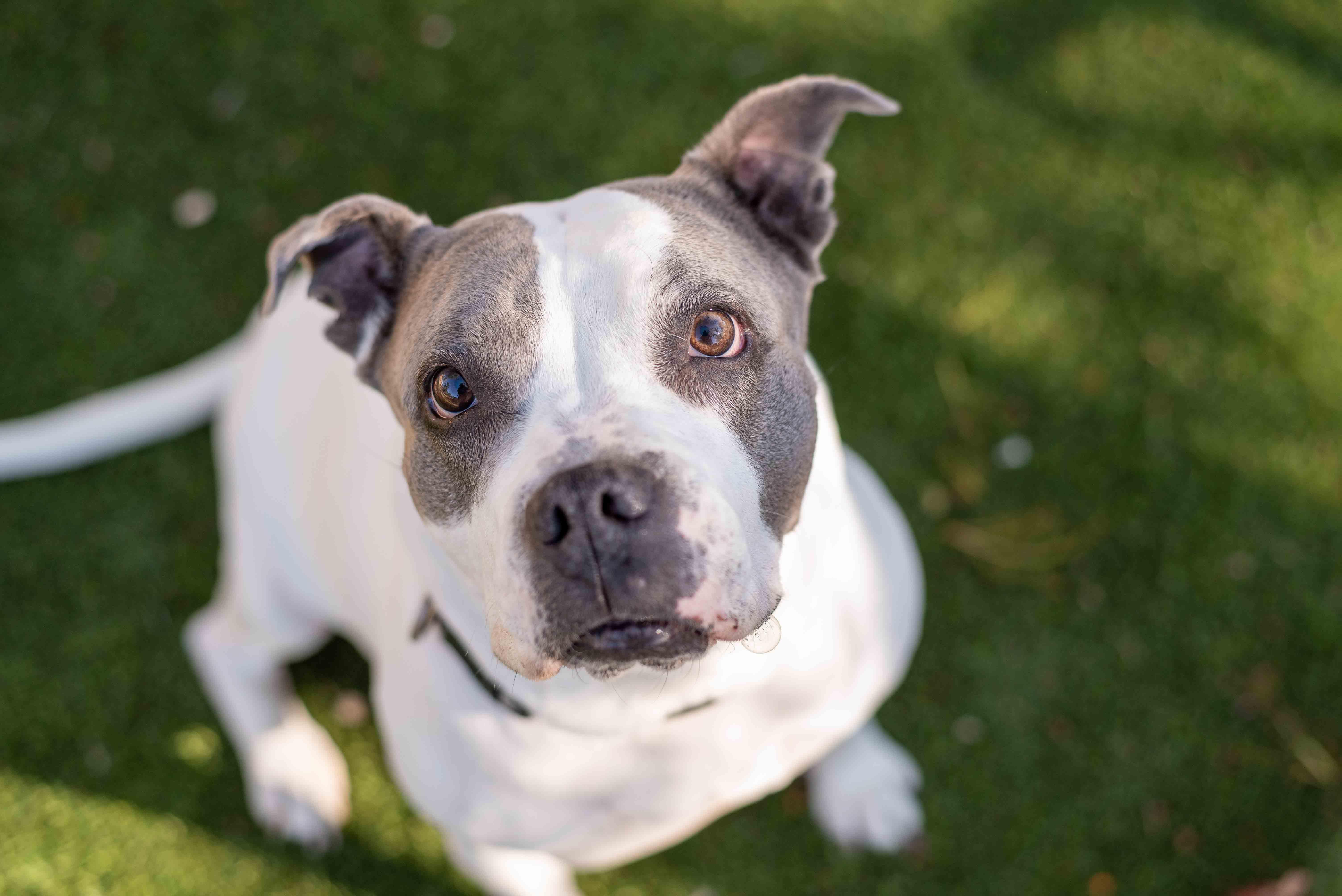 Enlarge Arlo, a Adoptable Pit Bull Terrier in Colorado Springs, CO image 2/6