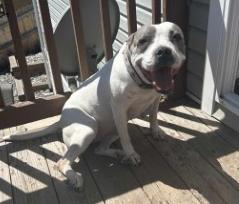 Enlarge Arlo, a Adoptable Pit Bull Terrier in Colorado Springs, CO image 6/6