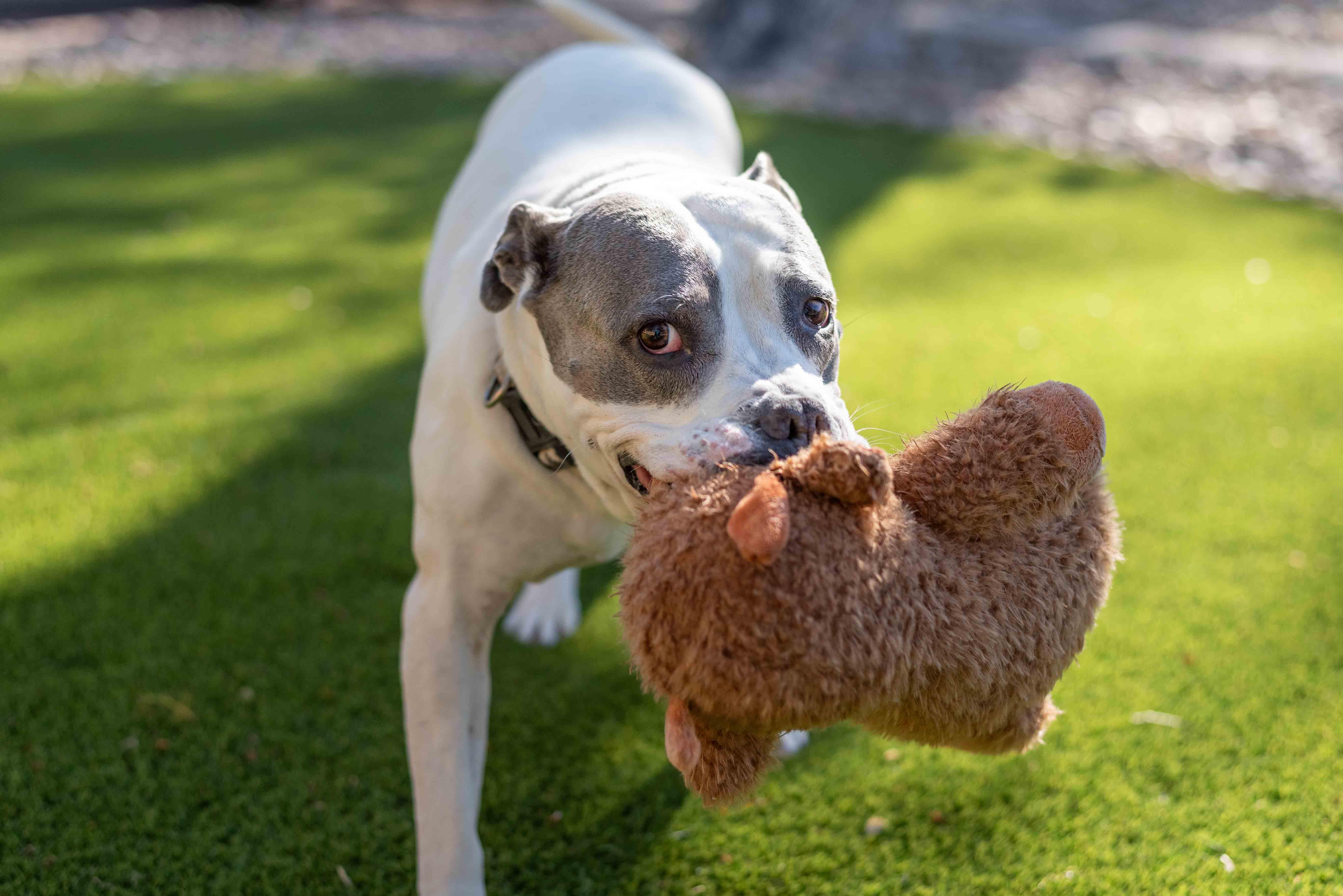 Enlarge Arlo, a Adoptable Pit Bull Terrier in Colorado Springs, CO image 6/6