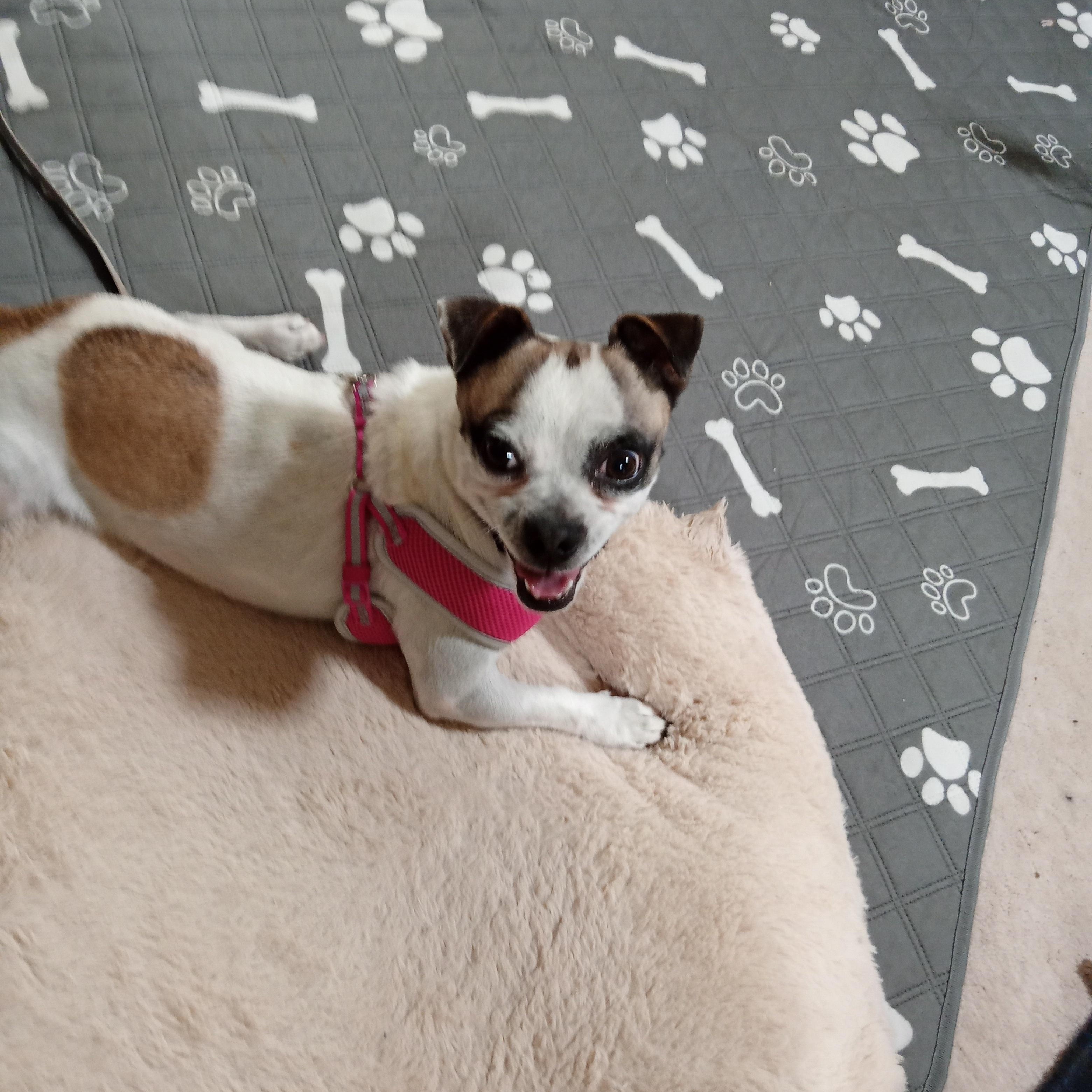Enlarge Jester, a ADOPTABLE mixed breed in Albuquerque, NM image 1/1