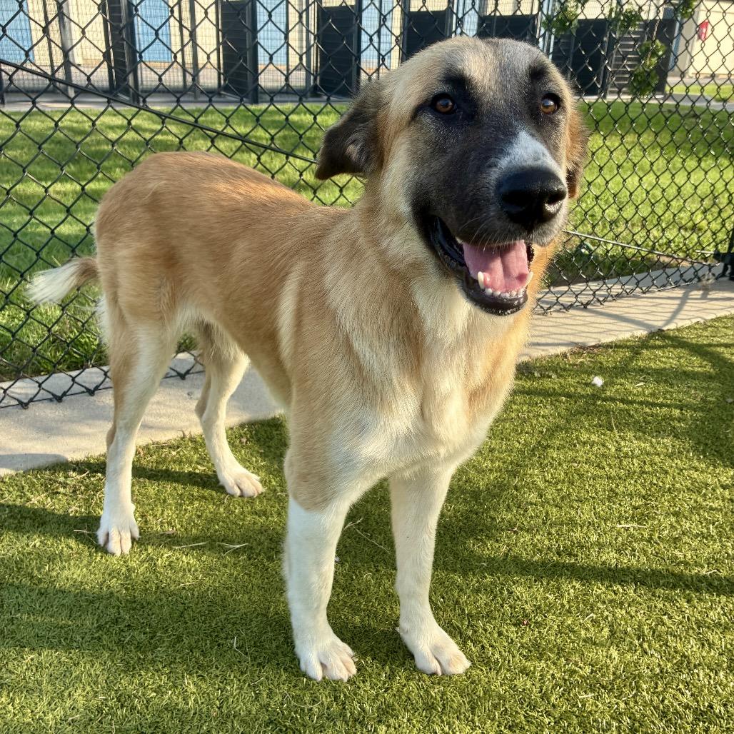 Bree, Adoptable, Adult Female Anatolian Shepherd & Mixed Breed.