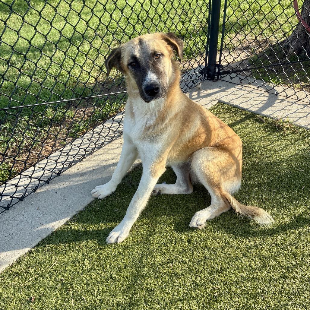 Enlarge Bree, a Adoptable mixed breed in Bryan, TX image 2/6