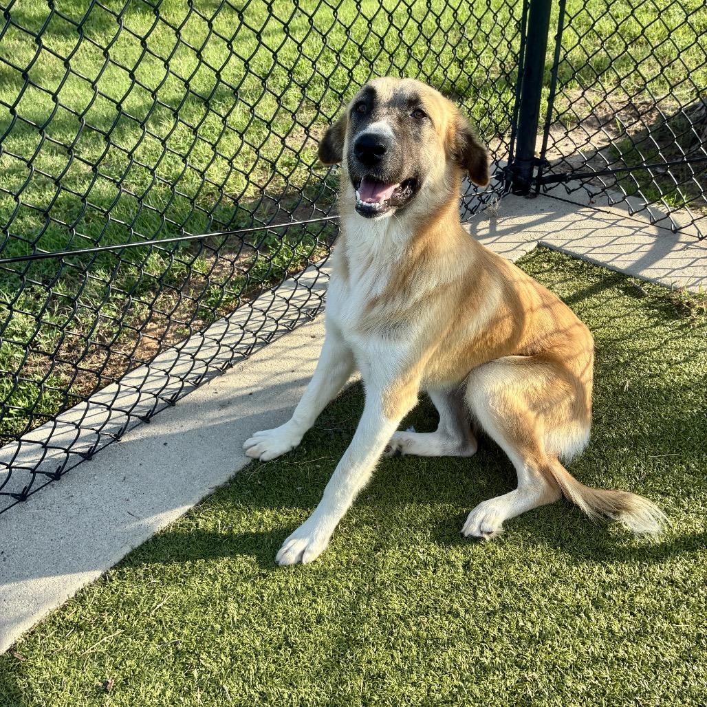 Enlarge Bree, a Adoptable mixed breed in Bryan, TX image 3/6