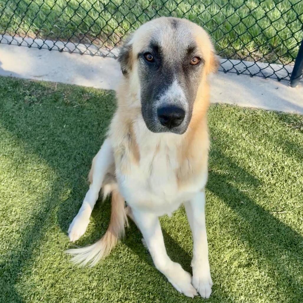 Enlarge Bree, a Adoptable mixed breed in Bryan, TX image 4/6
