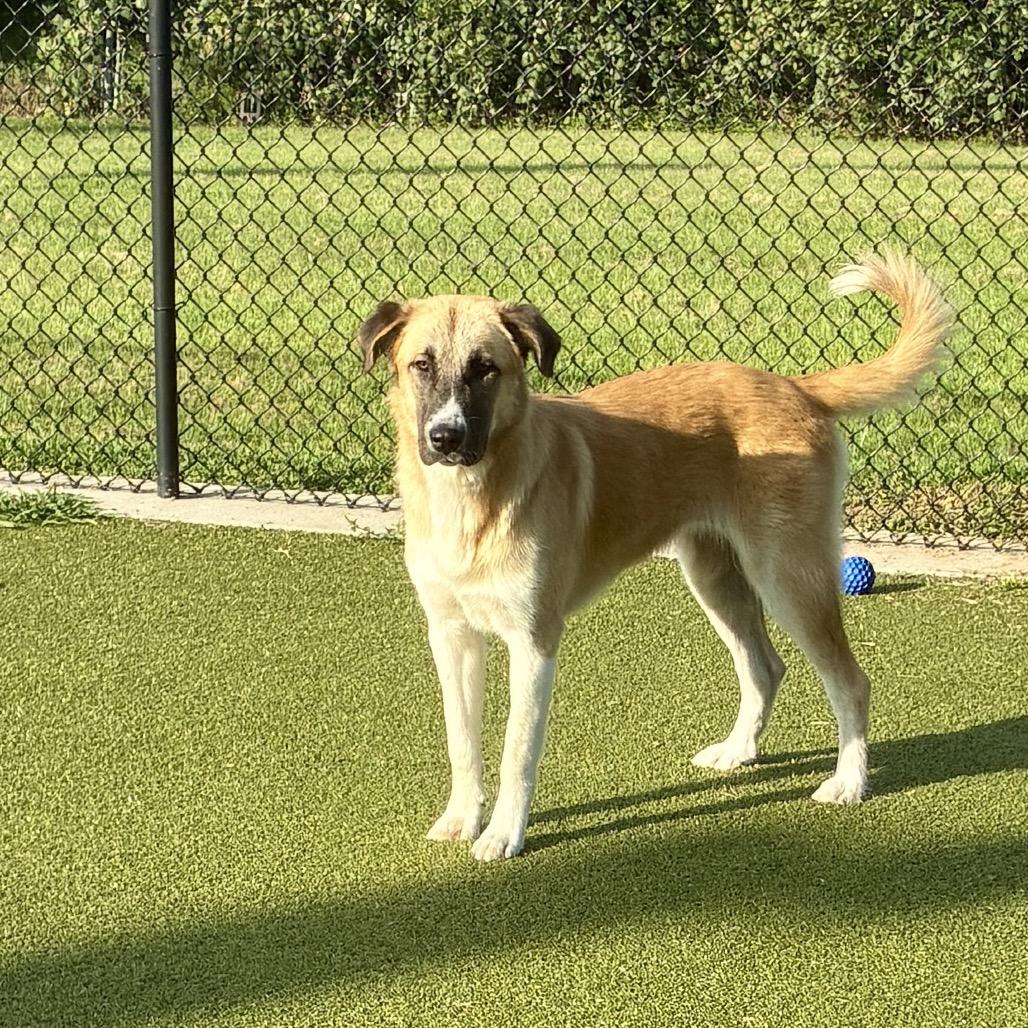 Enlarge Bree, a Adoptable mixed breed in Bryan, TX image 5/6