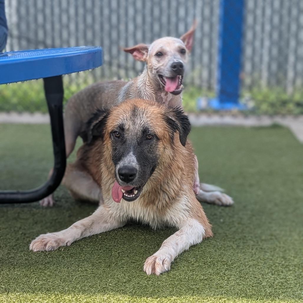 Enlarge Bree, a Adoptable mixed breed in Bryan, TX image 6/6