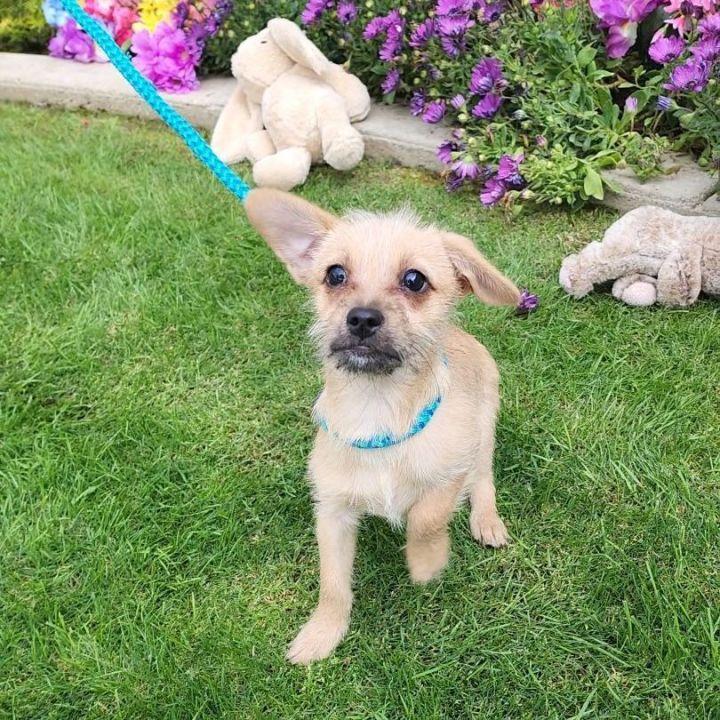 Chestnut, a Adopted mixed breed in Bakersfield, CA image 2/4
