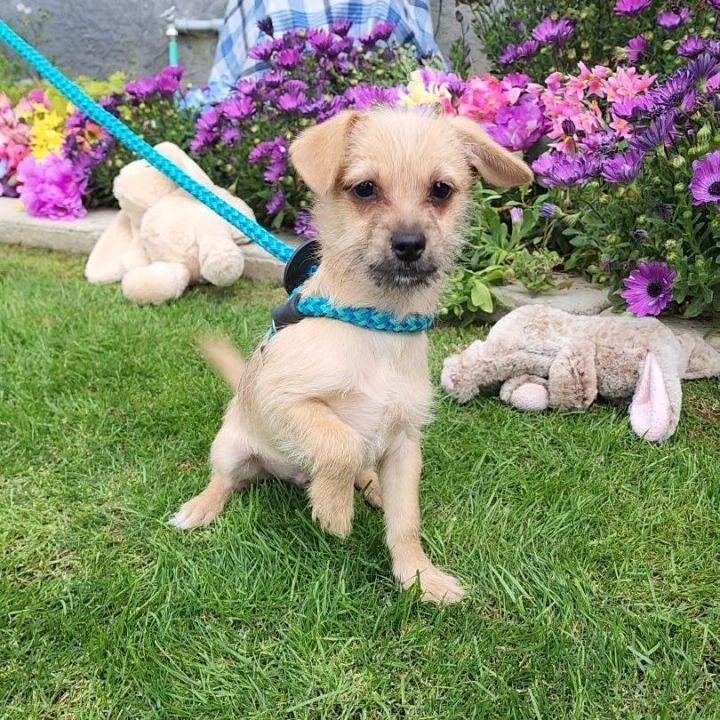Chestnut, a Adopted mixed breed in Bakersfield, CA image 3/4