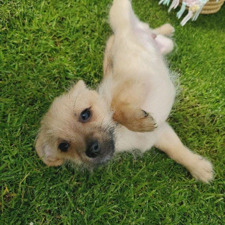 Chestnut, a Adopted mixed breed in Bakersfield, CA image 4/4