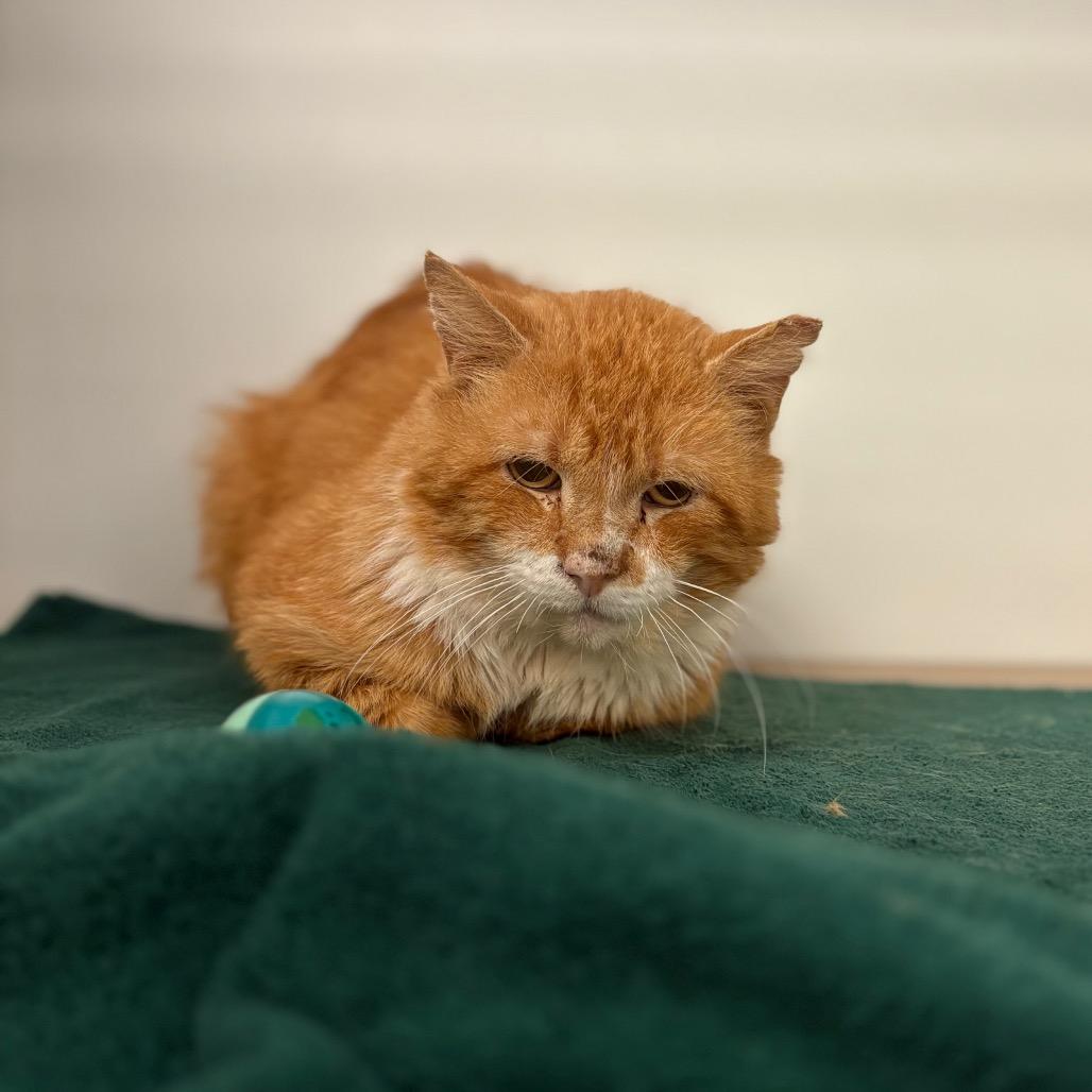 Enlarge Peter, a Adoptable Domestic Short Hair in Birdsboro, PA image 1/5