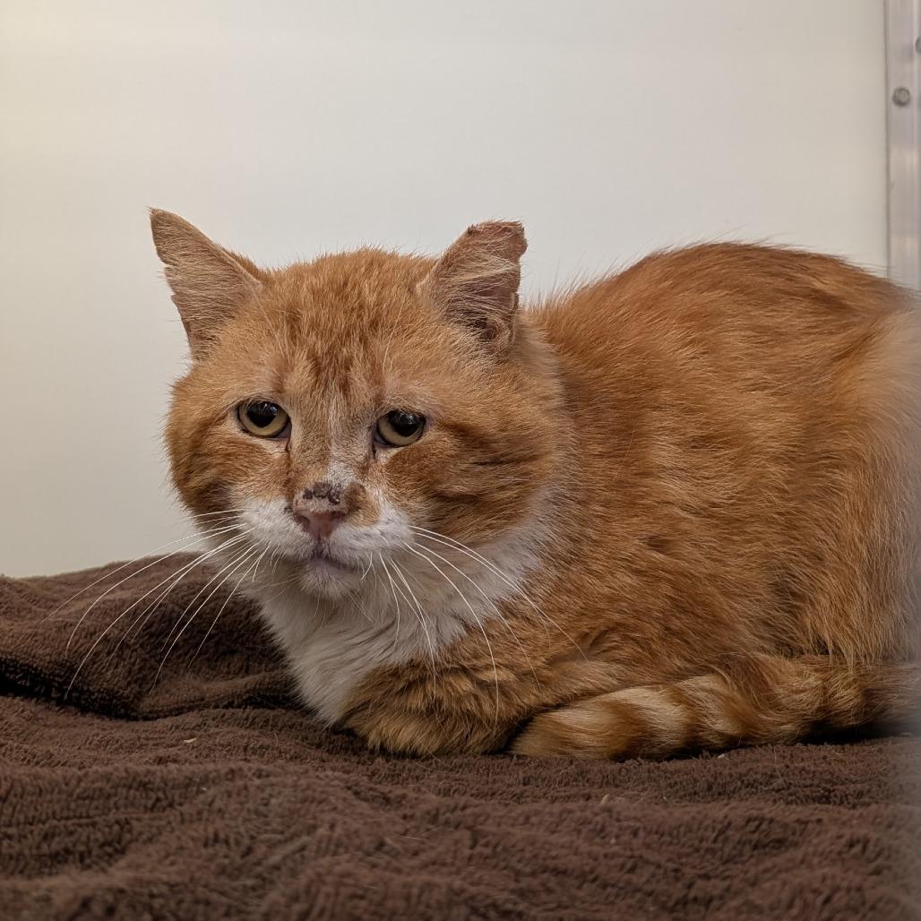 Enlarge Peter, a Adoptable Domestic Short Hair in Birdsboro, PA image 2/5
