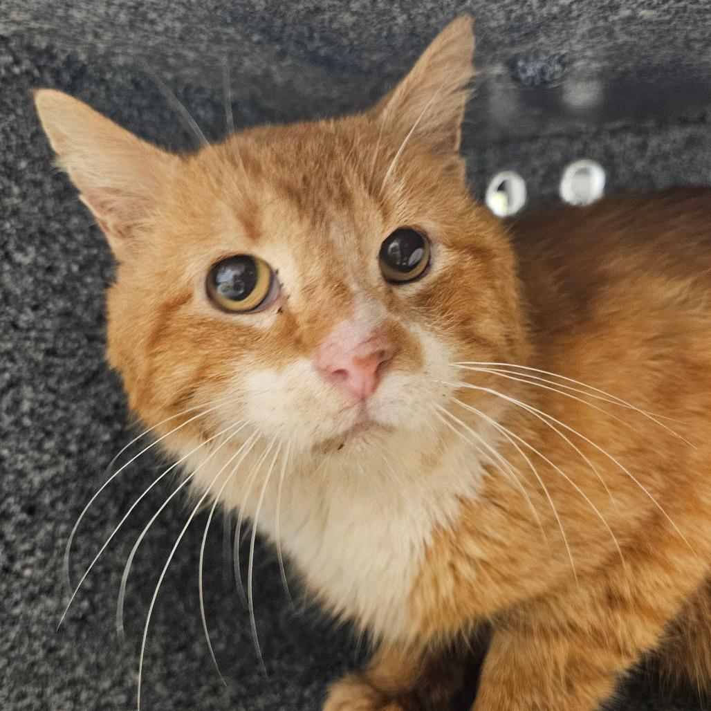 Enlarge Peter, a Adoptable Domestic Short Hair in Birdsboro, PA image 4/5