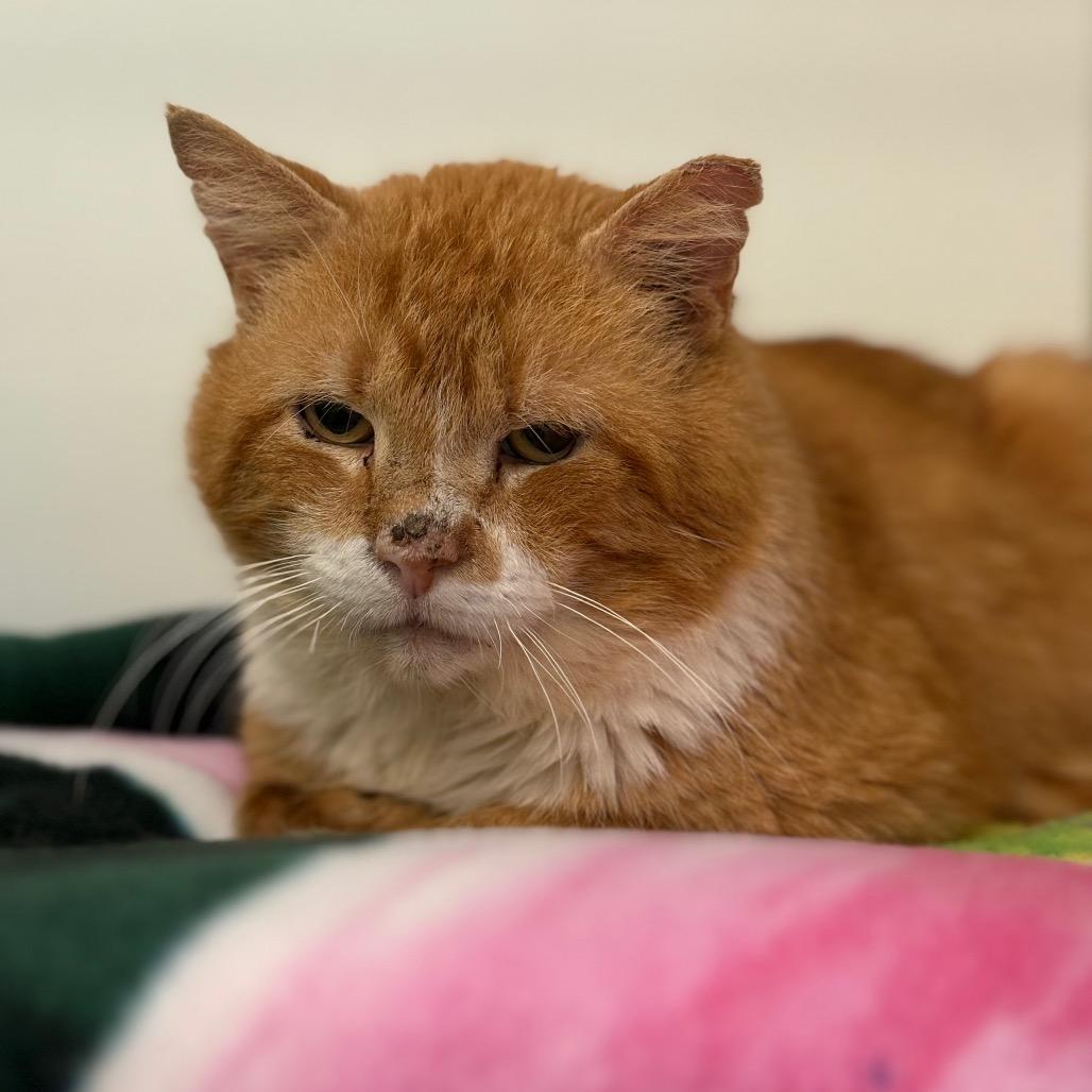 Enlarge Peter, a Adoptable Domestic Short Hair in Birdsboro, PA image 5/5