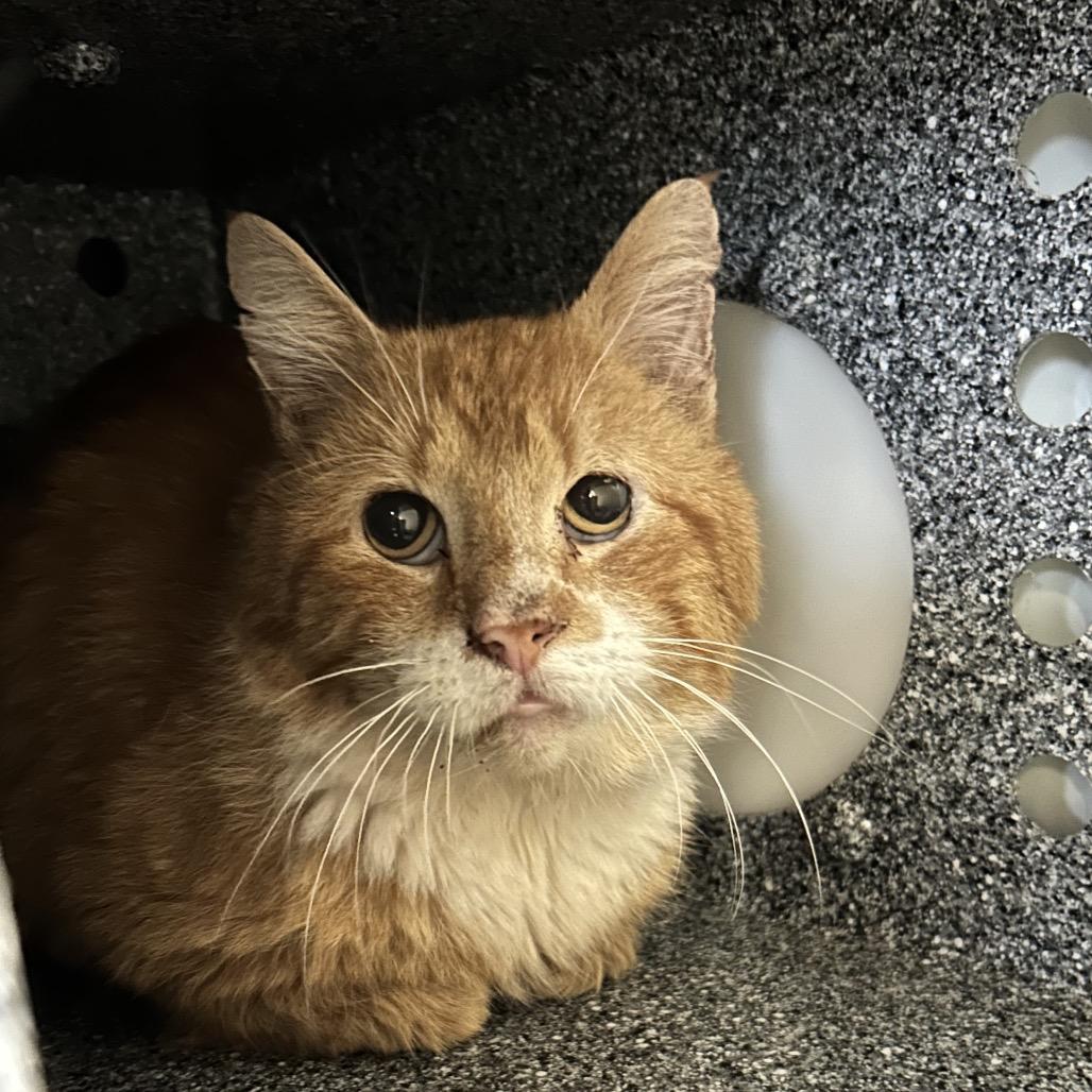 Enlarge Peter - IN FOSTER, a Adoptable Domestic Short Hair in Birdsboro, PA image 4/5