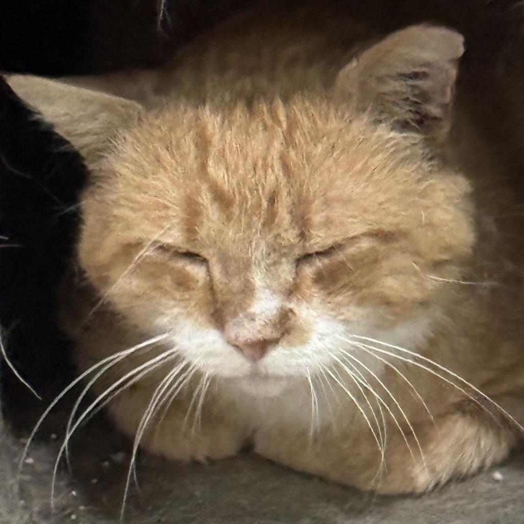 Peter - IN FOSTER, a Adoptable Domestic Short Hair in Birdsboro, PA image 5/6