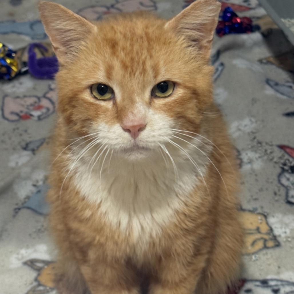 Enlarge Peter - IN FOSTER, a Adoptable Domestic Short Hair in Birdsboro, PA image 6/6