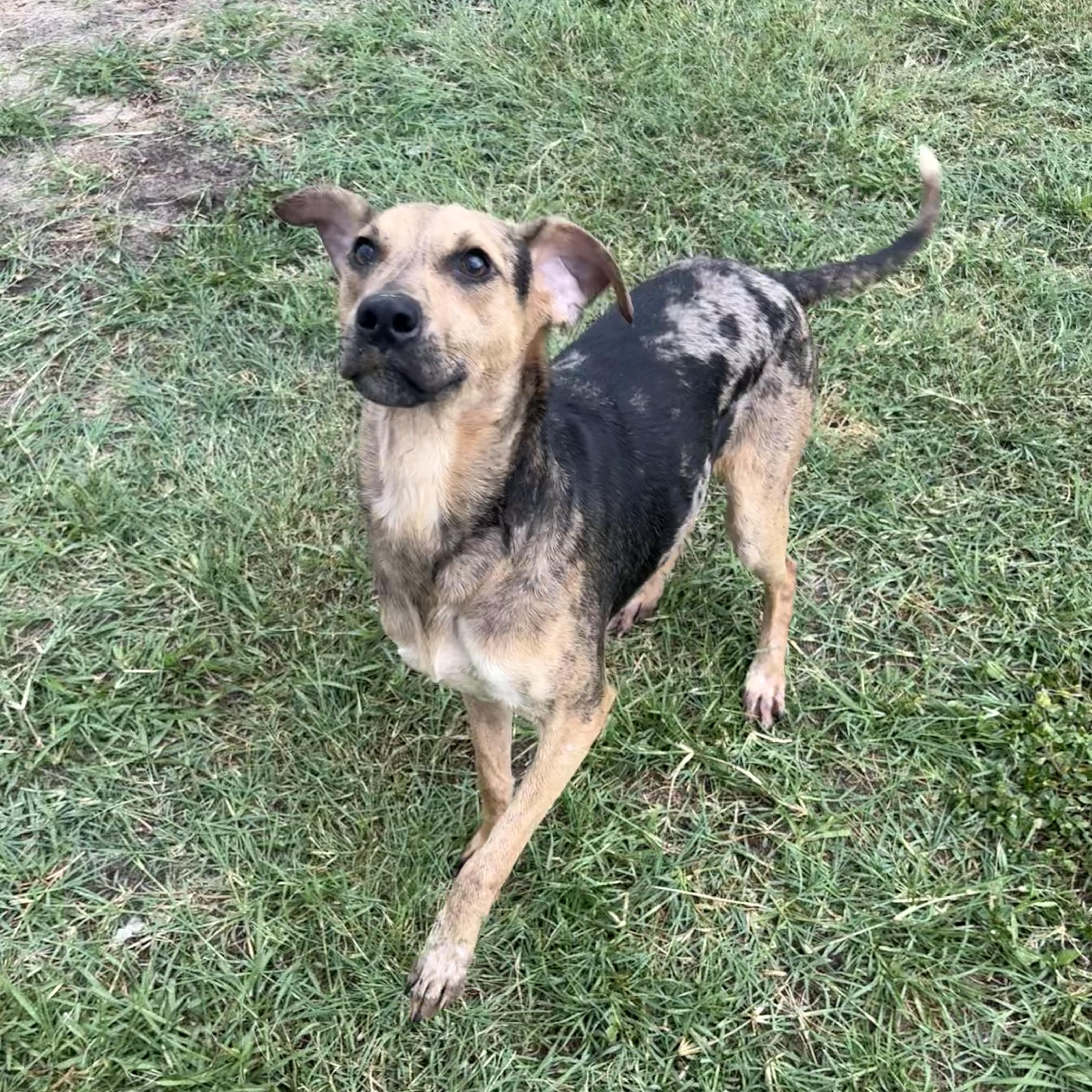 Reese, adoptable, Young Female Hound & Catahoula Leopard Dog.