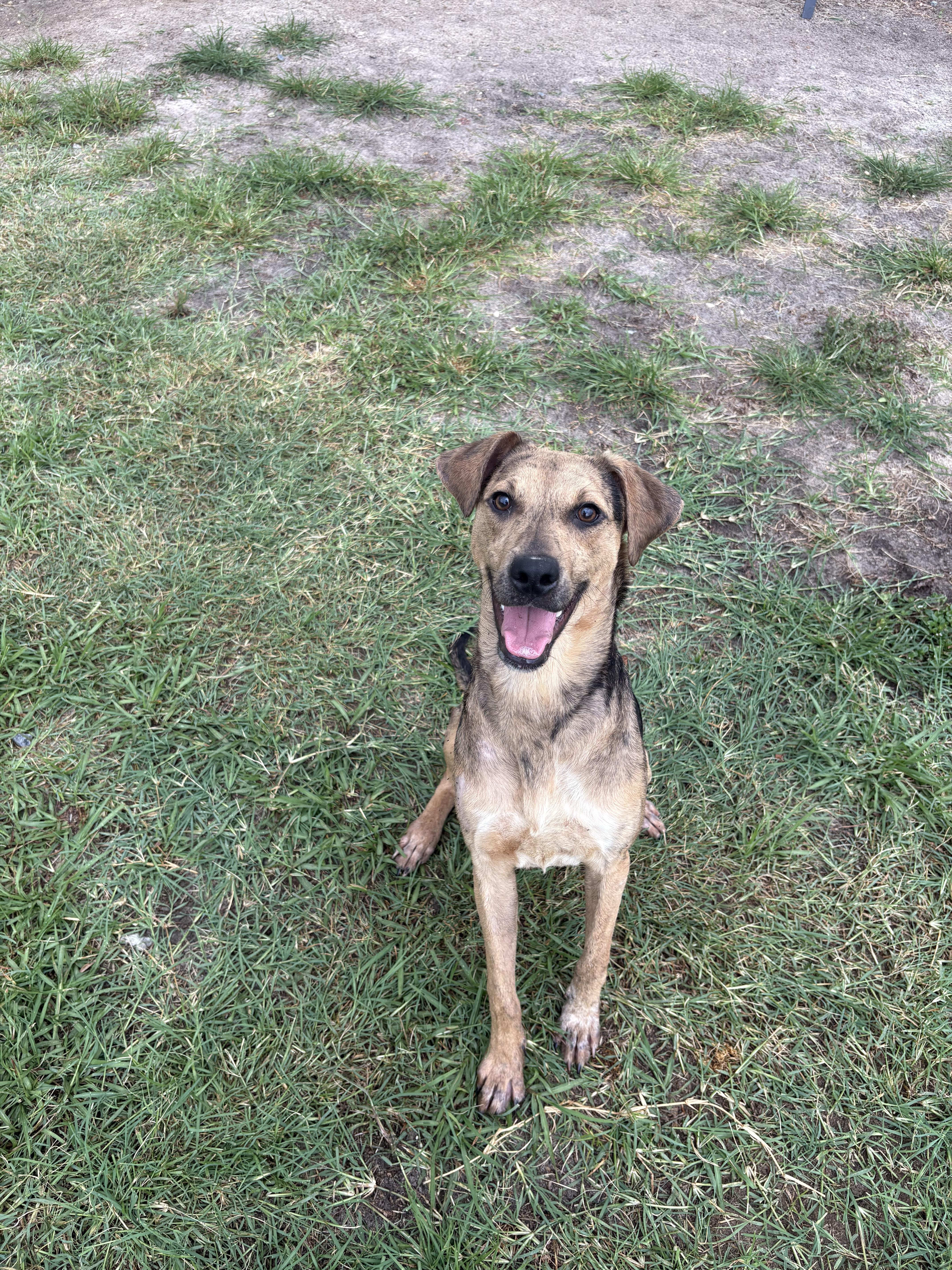 Reese, an adoptable mixed breed in Valdosta, GA image 2/2