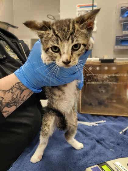 Enlarge Harry, a Adoptable Domestic Short Hair in Gastonia, NC image 1/1