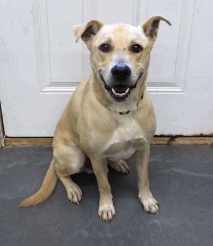 Enlarge Tanner, a Adoptable mixed breed in Thief River Falls, MN image 1/1